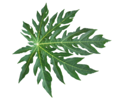 Green leaf of papaya isolated on transparent background PNG file