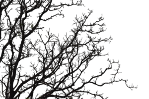 Silhouette of a leafless tree isolated on transparent background PNG file