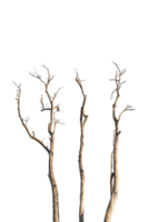 Dry tree branch isolated on transparent background PNG file