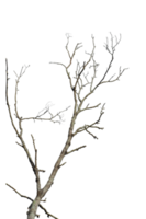 asciutto albero ramo isolato su trasparente sfondo png file