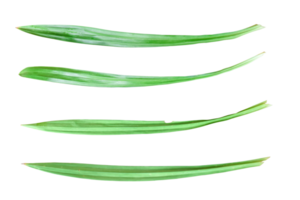 Collection of fresh pandan leaf isolated on transparent background PNG file