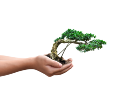 Hand holding bonsai tree isolated on transparent background - PNG format.