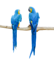 papagaios araras em galho isolado em arquivo png de fundo transparente