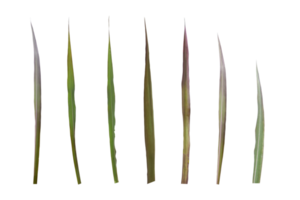 Set of sugarcane leaf isolated on transparent background PNG file