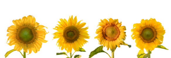 Set of Sunflowers with leaves isolated on transparent background PNG file