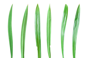 Collection of fresh pandan leaf isolated on transparent background PNG file