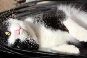 gato juguetón duerme en cables eléctricos, gatito juega con cables foto