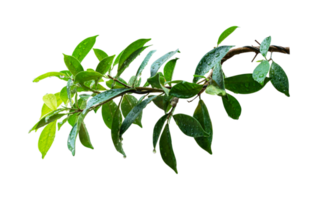 Green leaves branch with drop isolated on transparent background PNG file.