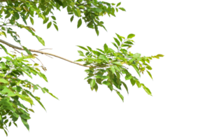 feuilles vertes sur une branche isolée sur un fichier png de fond transparent