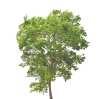 Baum isoliert auf transparentem Hintergrund Png-Datei png