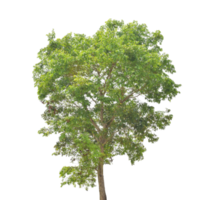 Tree isolated on transparent background PNG file