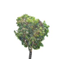 Tree isolated on transparent background PNG file
