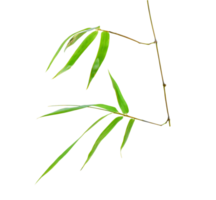 Bamboo leaf isolated on transparent background PNG file