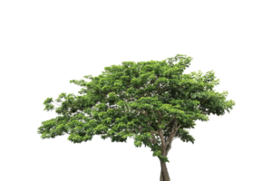 árbol aislado en archivo png de fondo transparente