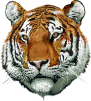 illustrazione della testa della tigre png