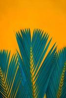 Blue tropical palm leaves on bright Orange background. Creative nature layout tropical palm made leaves blue trendy pastel background. Concept art. Summer concept. photo