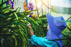 The young woman worker is taking care of the orchid flower in garden. orchid Plantation cultivation. Orchidaceae,Vanda coerulea photo