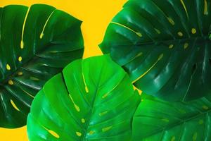 hojas verdes de monstera tropical sobre fondo amarillo brillante. diseño de naturaleza creativa hecha hojas. arte conceptual. concepto de verano, fondo tropical monstera. foto