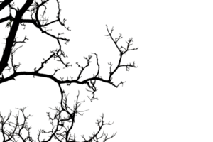 Silhouette eines blattlosen Baumes isoliert auf transparentem Hintergrund png-Datei png