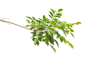 Green leaves on branch isolated on transparent background PNG file