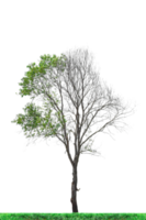 Half dead tree isolated on transparent background PNG file