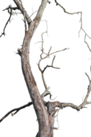 Dry tree branch isolated on transparent background PNG file