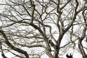 Dry tree branch isolated on transparent background PNG file