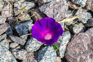 Photography on theme beautiful wild growing flower petunia on background meadow, photo