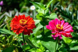 Beautiful wild growing flower zinnia elegans on background meadow photo