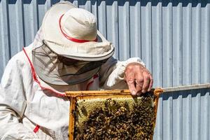 beekeeper collect nectar on private apiary photo