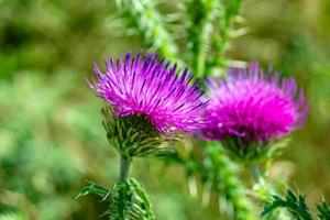 Hermosa flor creciente cardo de raíz de bardana en pradera de fondo foto