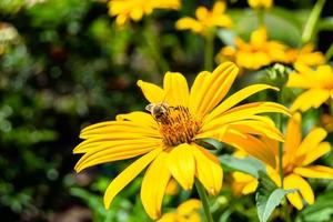hermosa abeja alada de flores silvestres en el prado de follaje de fondo
