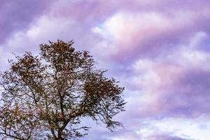 fotografía sobre el tema grande y hermoso árbol de abedul de otoño en el cielo brillante de fondo foto