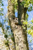 Photography on theme empty hanging birdhouse to natural forest tree photo