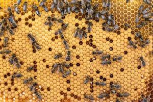 Abstract hexagon structure is honeycomb from bee hive filled photo