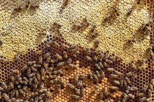 Abstract hexagon structure is honeycomb from bee hive filled photo