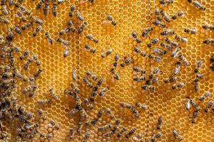 Abstract hexagon structure is honeycomb from bee hive filled photo
