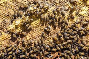 Abstract hexagon structure is honeycomb from bee hive filled photo