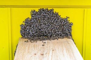 Winged bee slowly flies to beehive collect nectar on private apiary photo