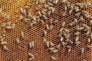 Abstract hexagon structure is honeycomb from bee hive filled photo