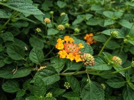 close up of chicken droppings or lantana urticoides flowers, the inner crown is hairy, white, pink, orange, yellow, and many other colors photo