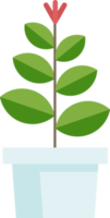 plante en pot couleur plate png