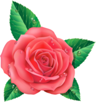 ilustración de flor rosa png