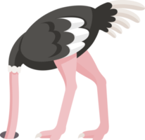 avestruz color plano png