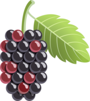 Mulberry color illustration png