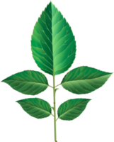 ilustración de hoja verde png