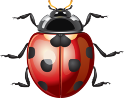 illustration de dessin animé de coccinelle png