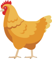 color plano de pollo png