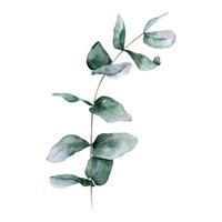 Watercolor eucalyptus leave and branch. Eucalyptus cinerea. Botanycal illustration isolated on white background. Perfect for wedding invitations, postcards and textiles vector