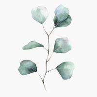 Watercolor eucalyptus leave and branch. eucalyptus silver dollar. Botanycal illustration isolated on white background. Perfect for wedding invitations, postcards and textiles vector